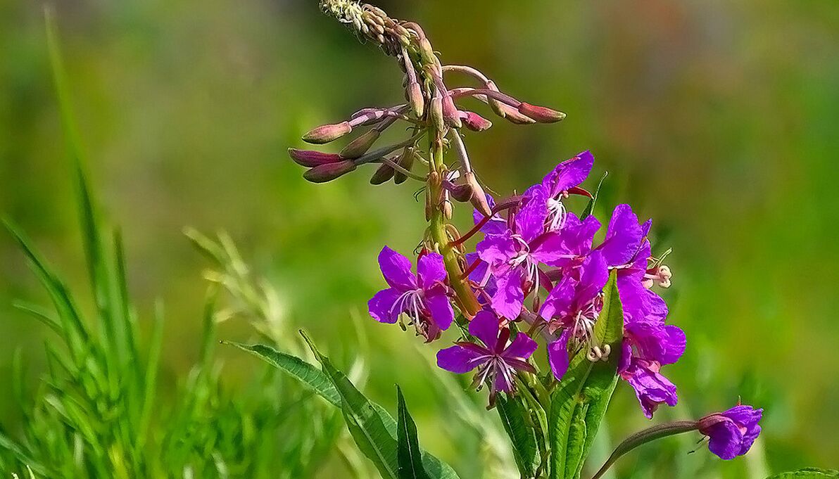 Fireweed v RevitaProstu